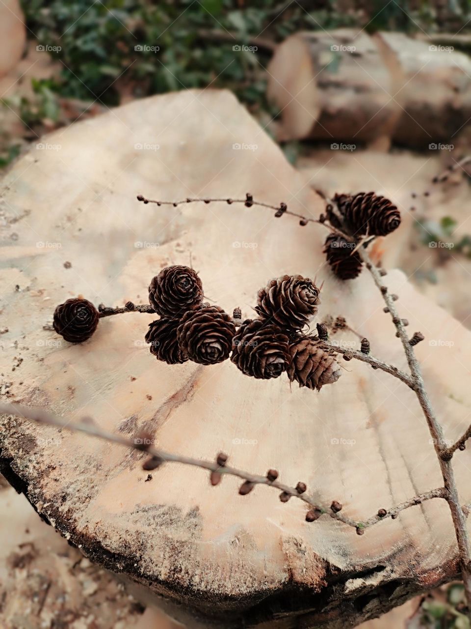 pine cones