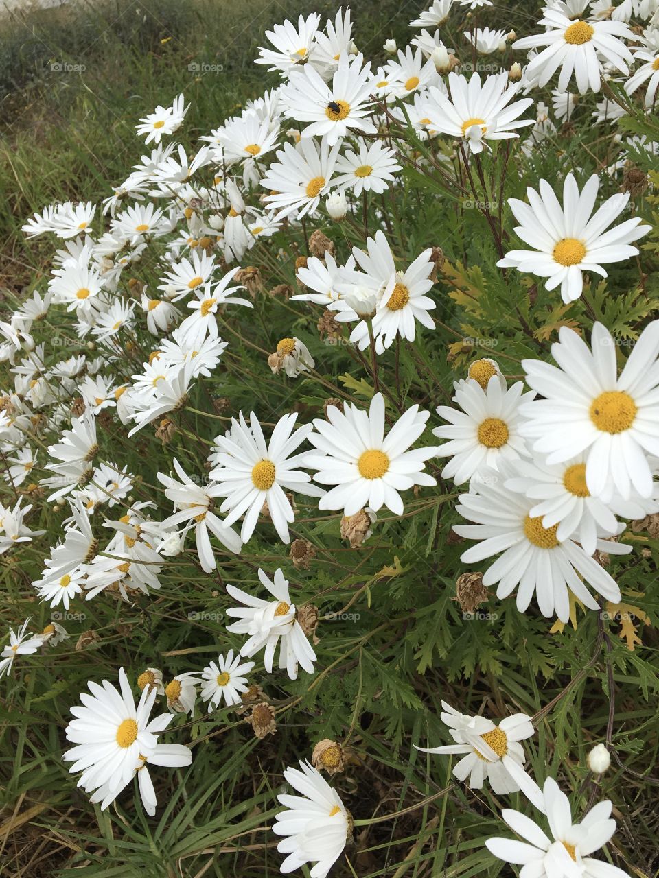Natural bouquet of wild marguerites 