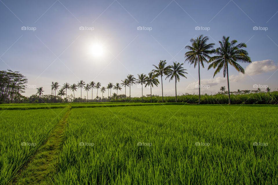 views of green rice fields and coconut trees