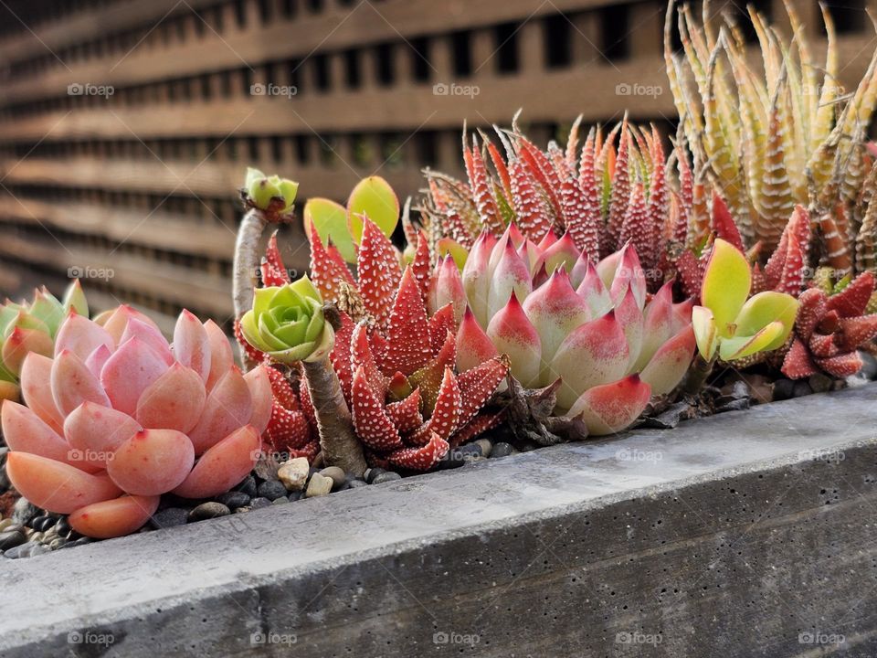 Beautiful Succulent