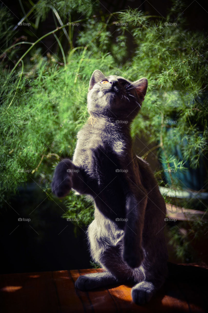 Russian blue kitten