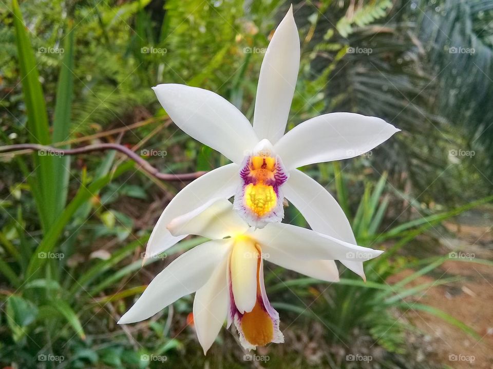 photo of orchids flowers beautiful fresh and excotic