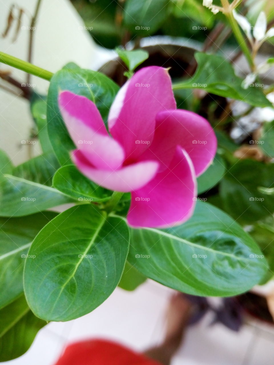 Leaf, Nature, Flora, No Person, Garden