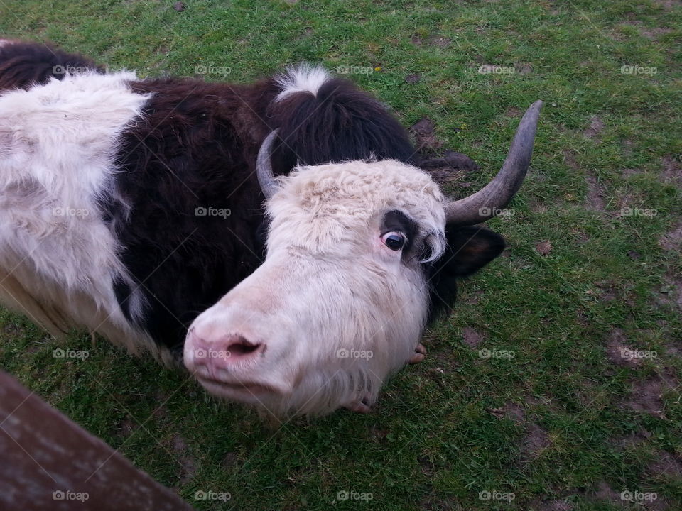 Farm, Livestock, Agriculture, Cattle, Grass