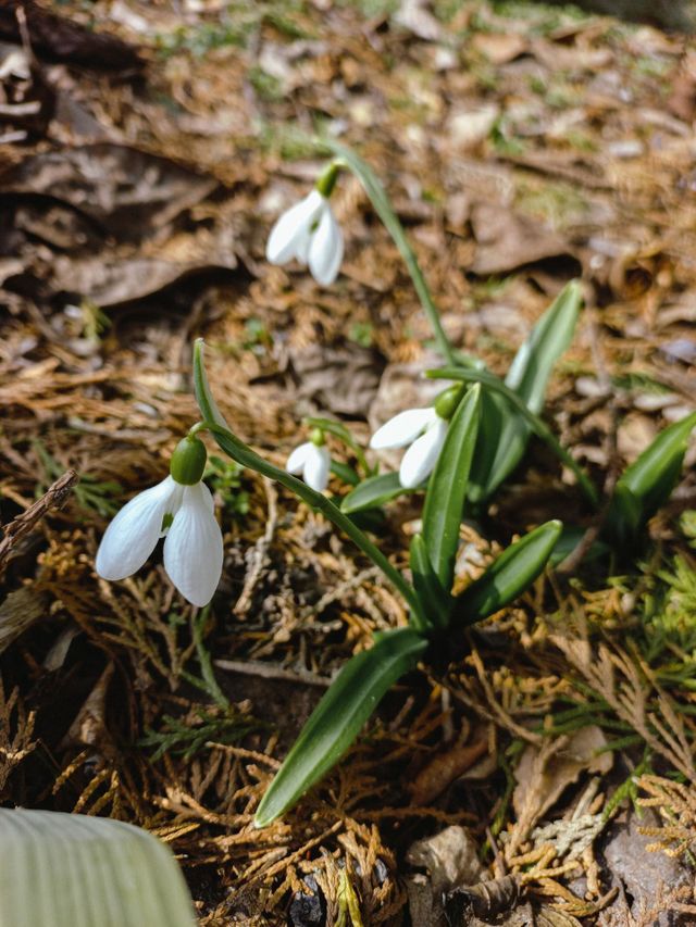 spring is coming