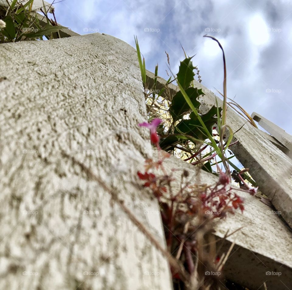 A view looking up from the ground at pretty pink flowers and a worn fence and other weeds poking out. 