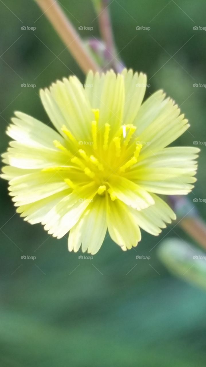 Yellow River Flower