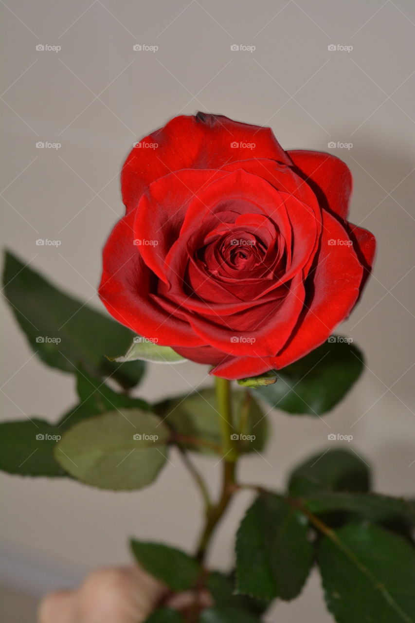 Rose, Flower, Love, Romance, Wedding