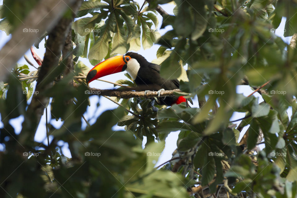 Toco Toucan.
Toco Toucan.