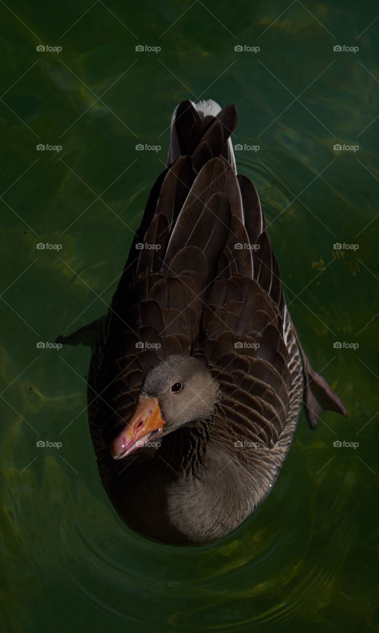 Overhead view of a duck swimming