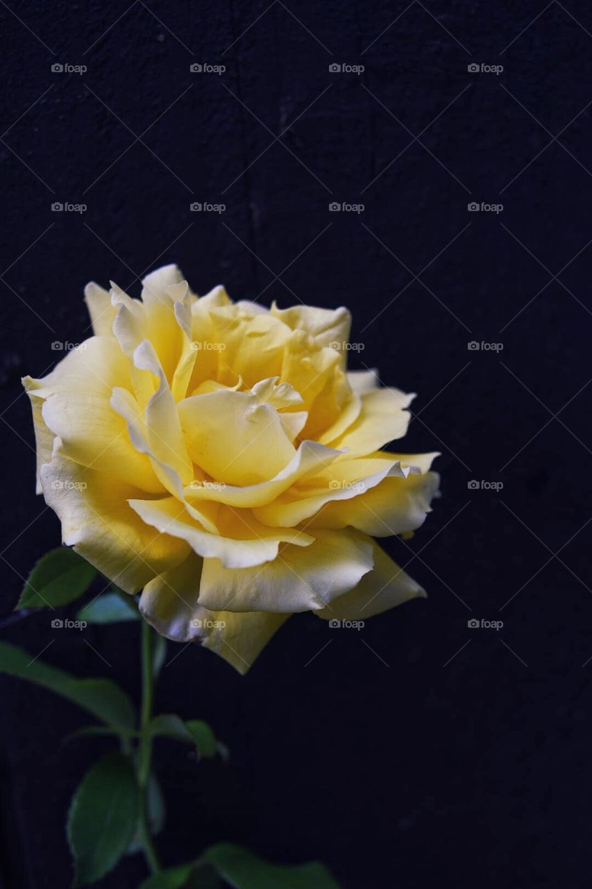 Yellow rose