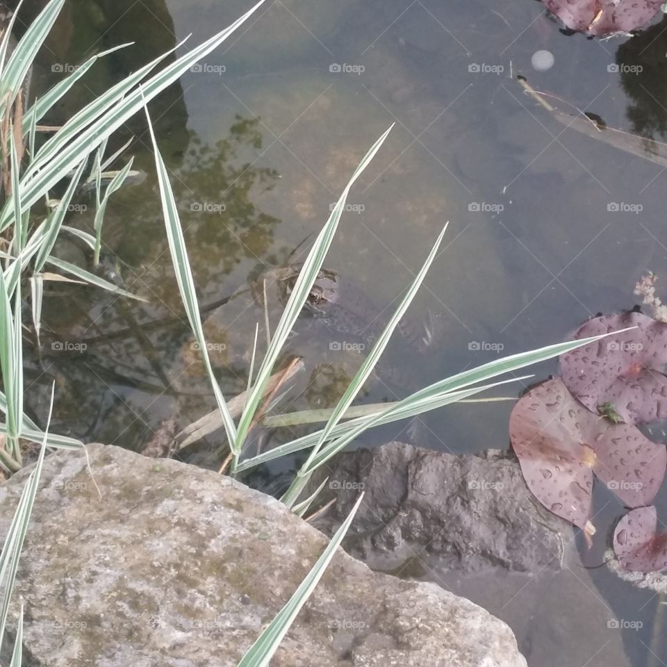 long legs frog. pond
