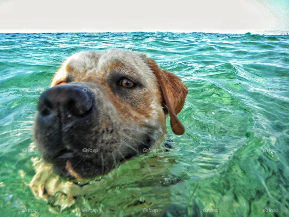 dog swimming in the sea