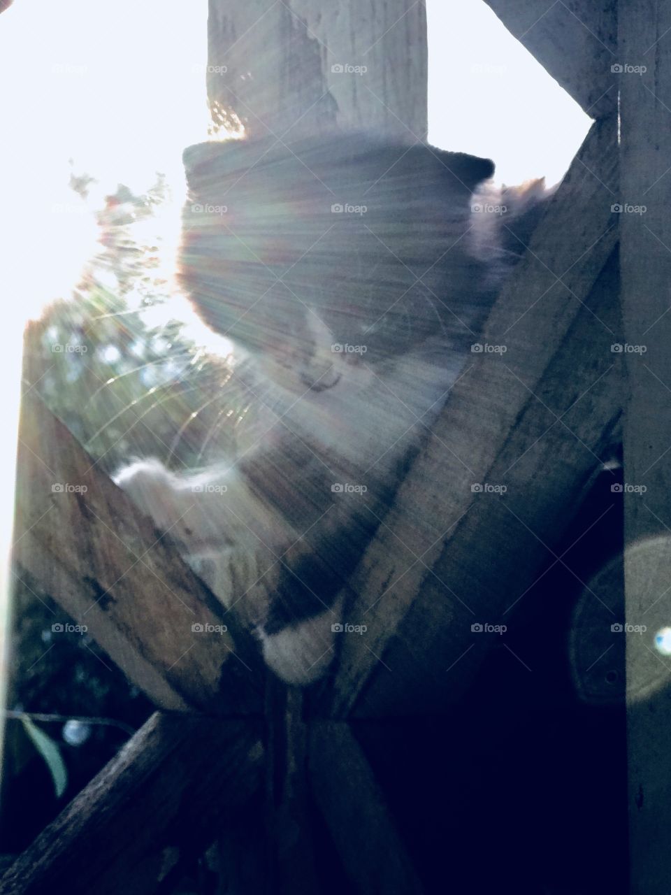 A splashy sun on kitty