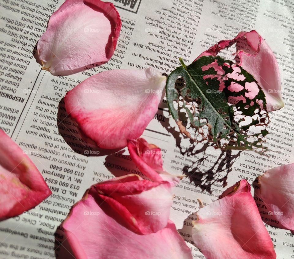 Rose petals on a newspaper with leaf shadow