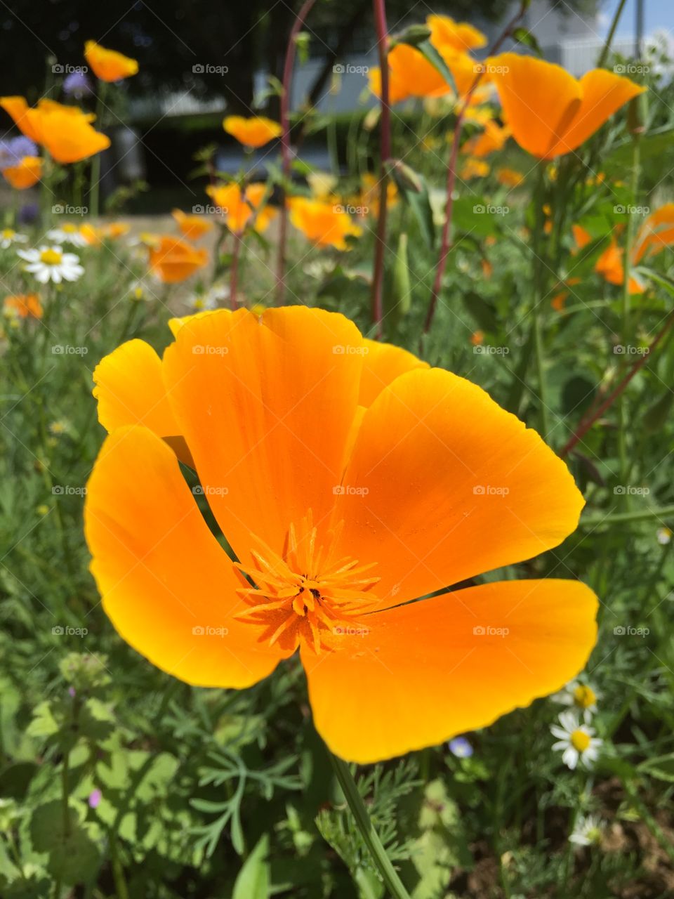 Close-up of Orange flower