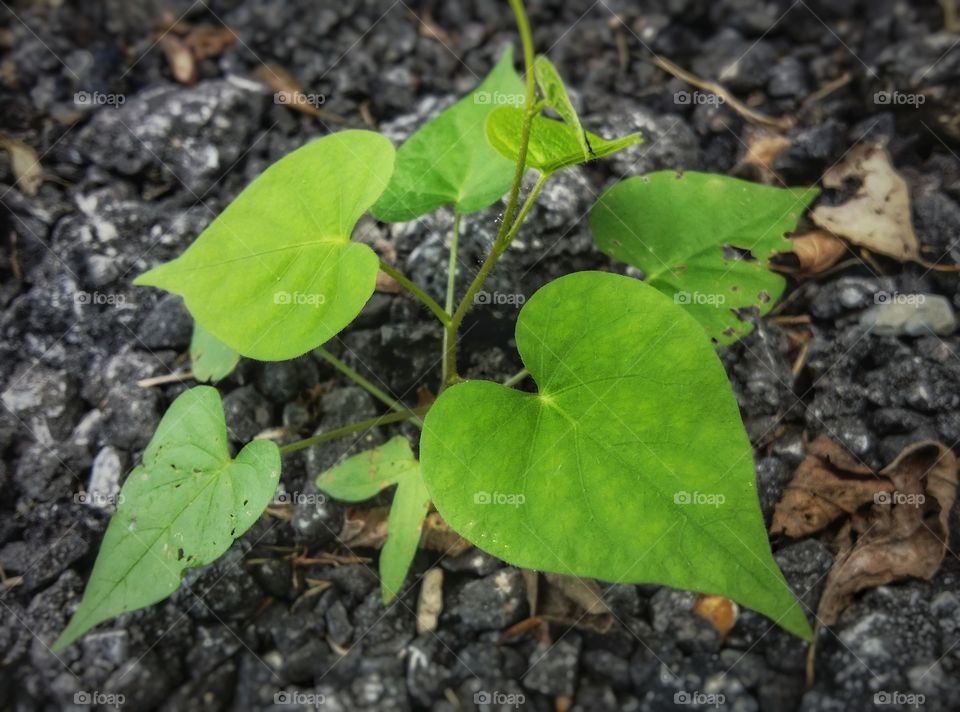 A green heart shaped vine growing wild up thru the asphalt