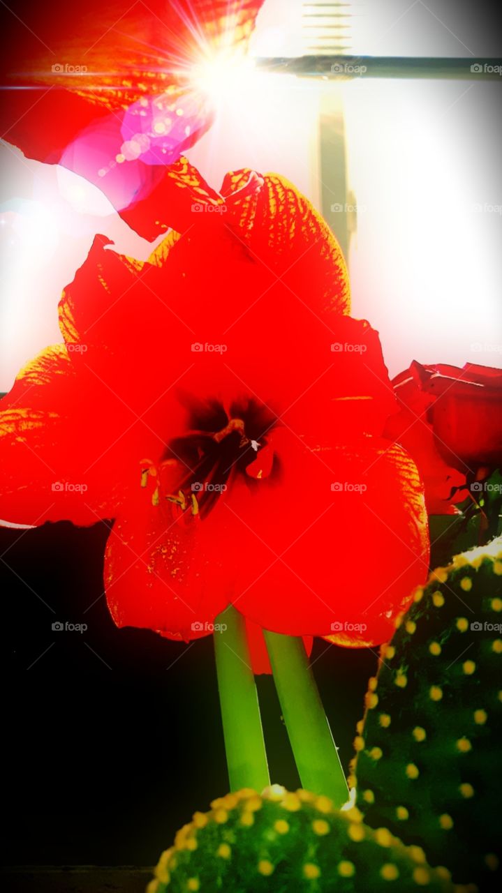 blooming amaryllis