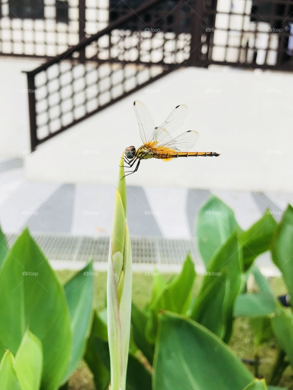 Dragonfly