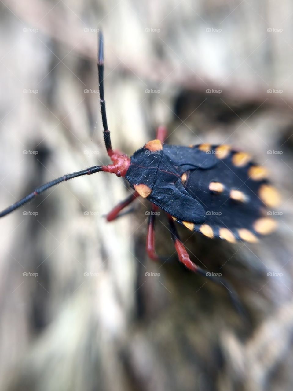 Hello strange insect | Photo with iPhone 7 + Macro lens.