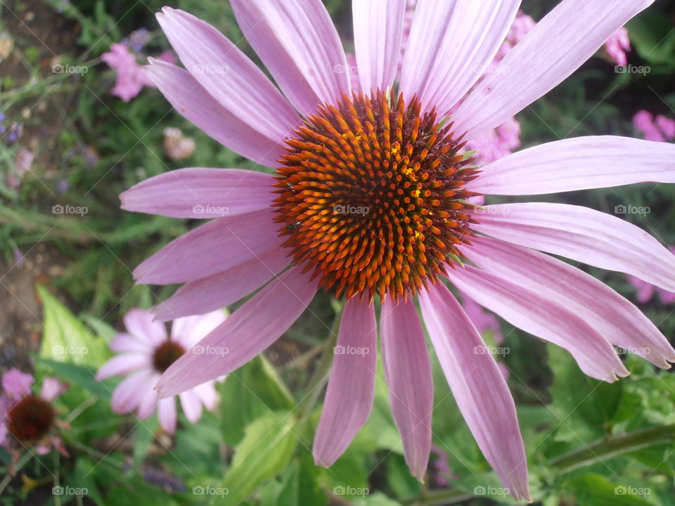 A Cultivated Pink Daisy Flower