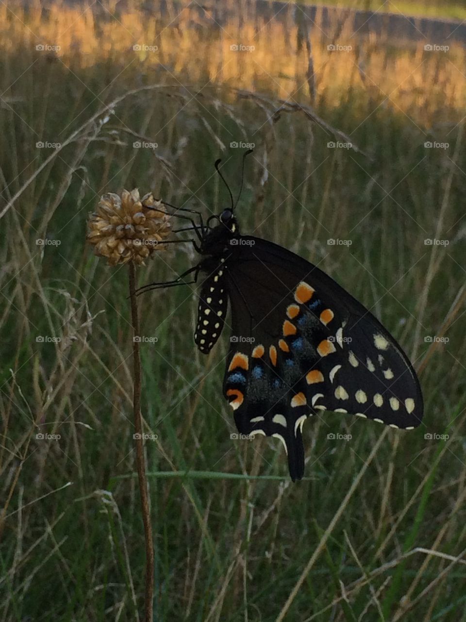 Butterfly 