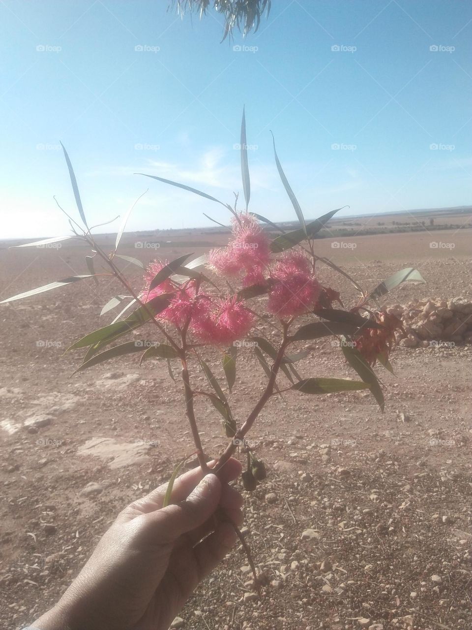 Beautiful flowers.