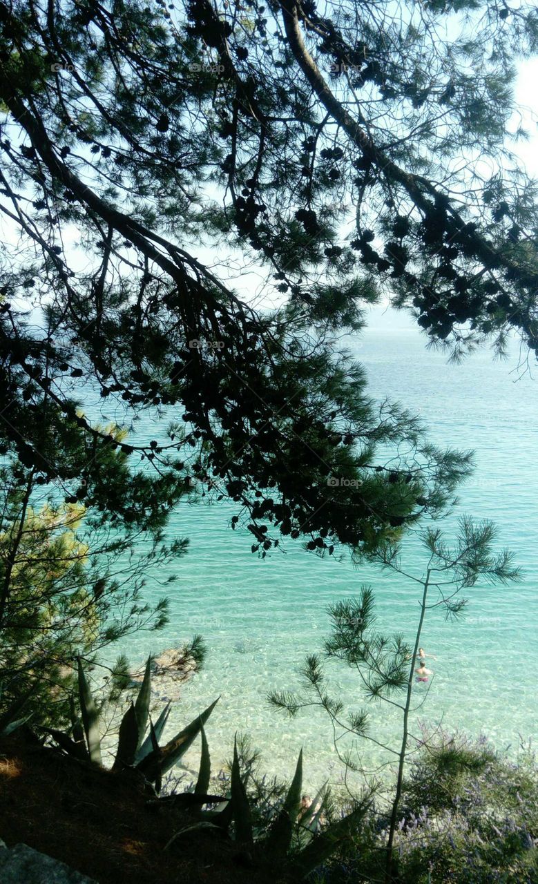 Pine branches over the sea