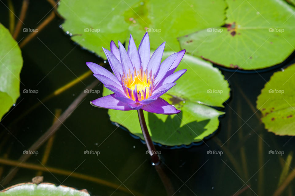 a water lily at the temple