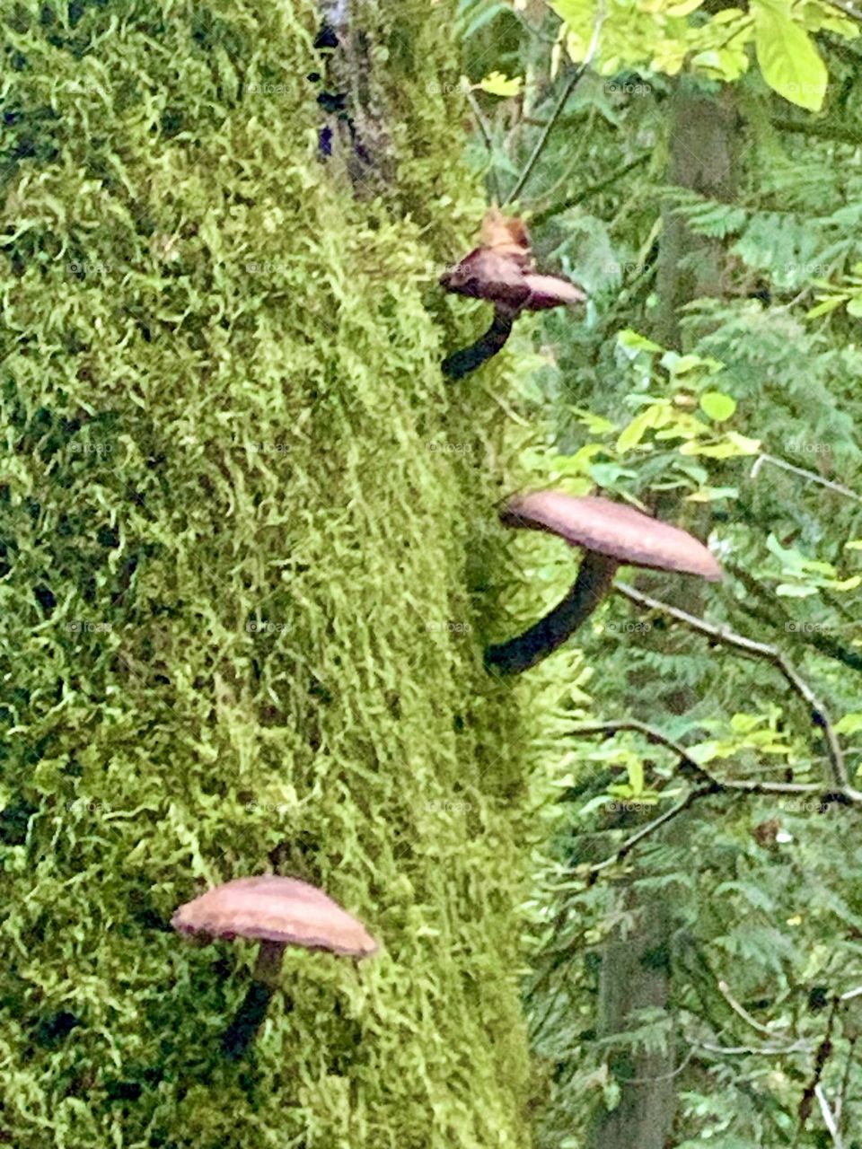 Mushrooms in the forest 