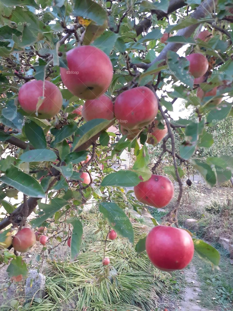 My favorite red apples!