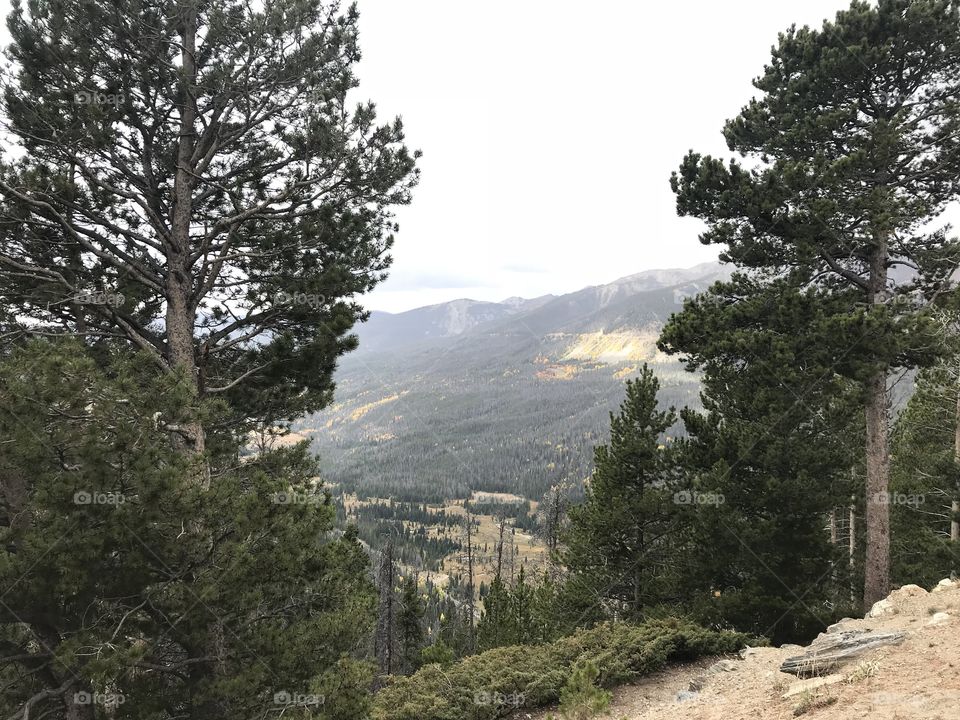 Scenic view of pine trees 