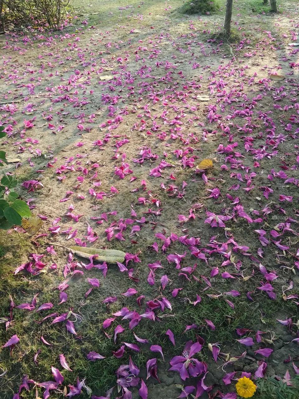 Flowers of trees are scattered on the road