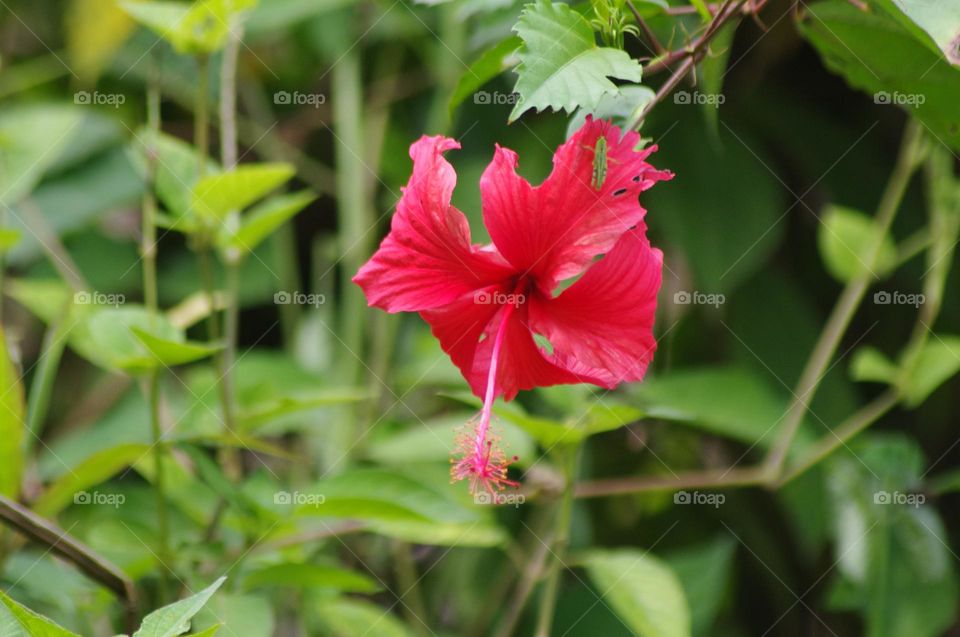 red flower