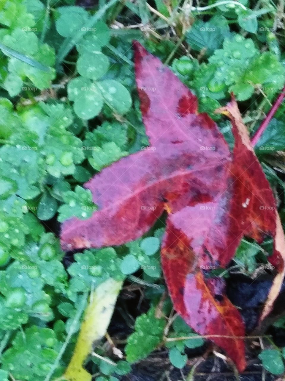 wet red leaf