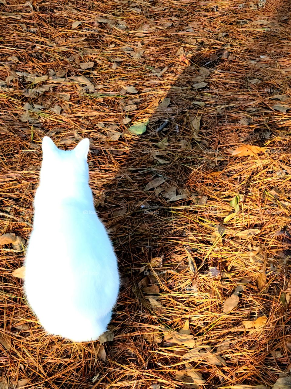 Bubbles and his shadow