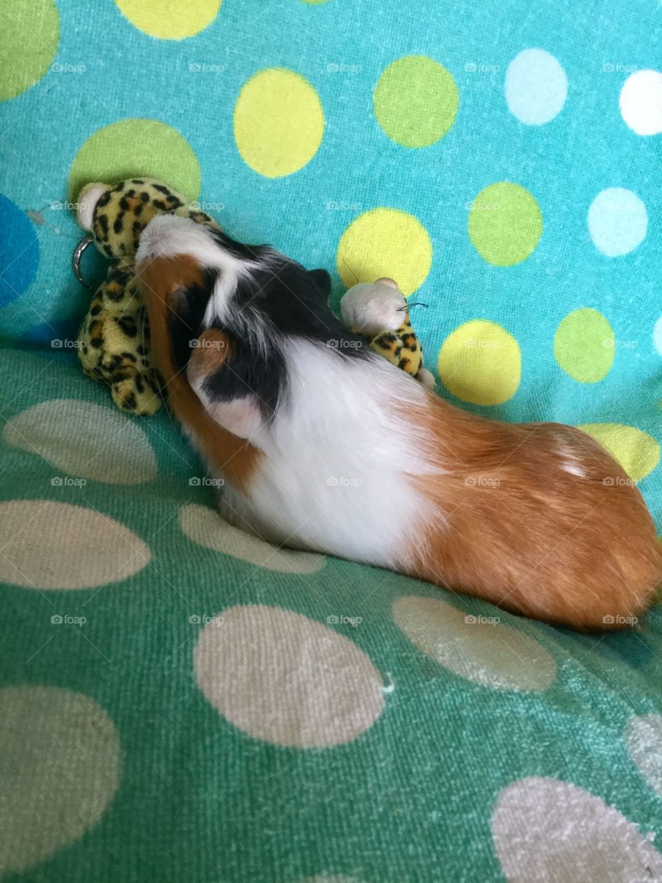 Mischievous Guinea piglet 