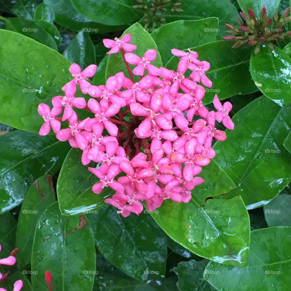 Urban View: Hong Kong (Flowers)