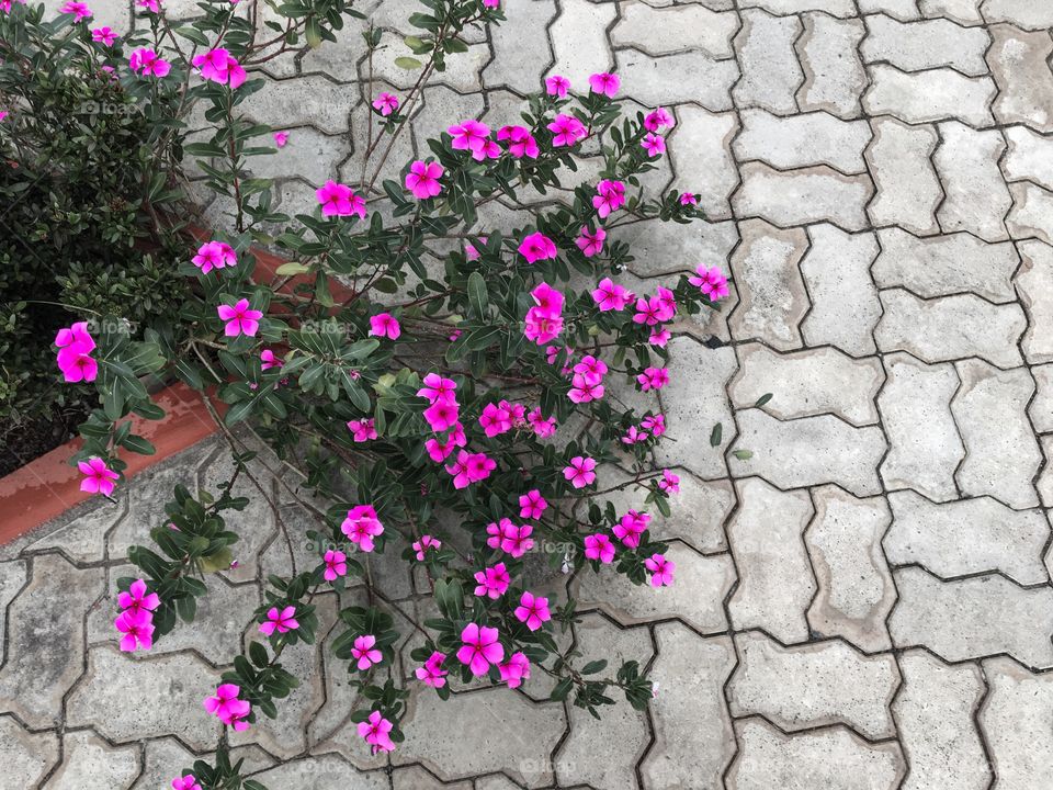 Pink flower on the floor