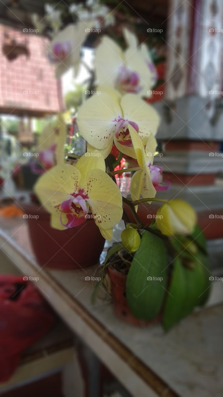 Rusfemina Orchid