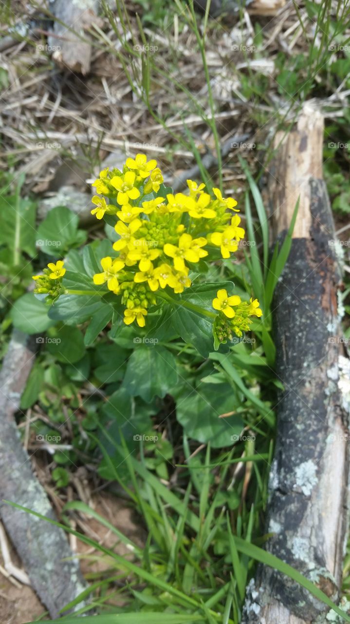 Yellow  flowers