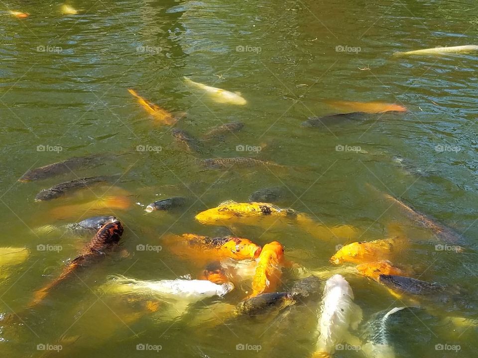 Japanese Gardens at Fort Worth botanical