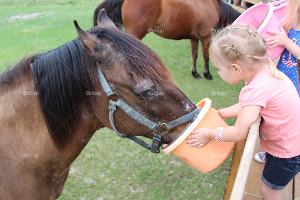 feeding a horse