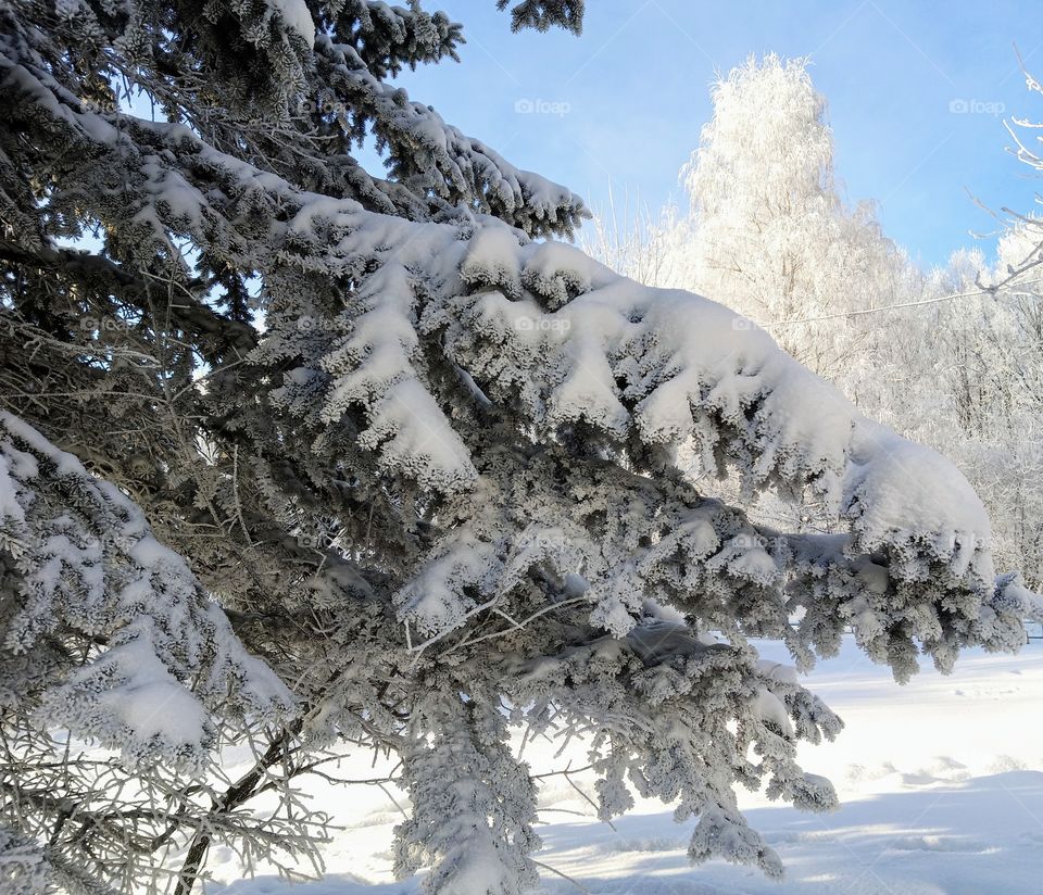 Sunny frosty winter day.  The trees in the park are covered with frost.