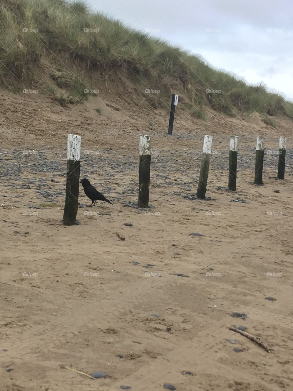 Crows on the beach 