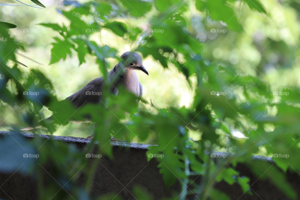 dove behind the plant 