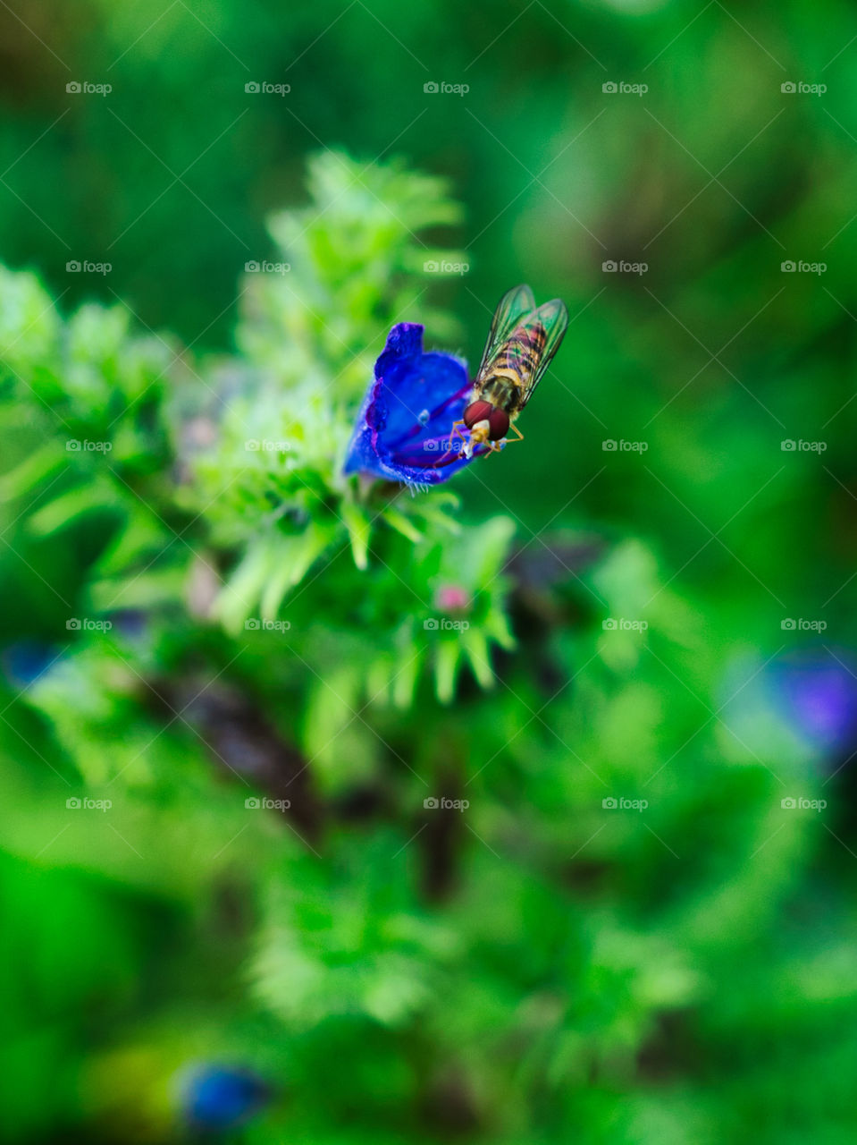 bee on flower