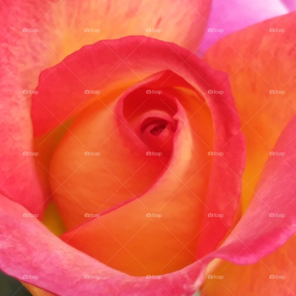 new bud still tightly wrapped