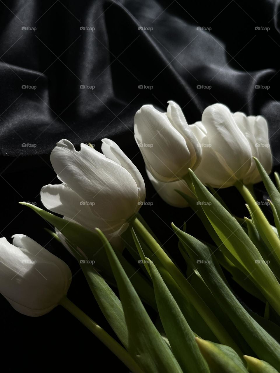 White tulips 