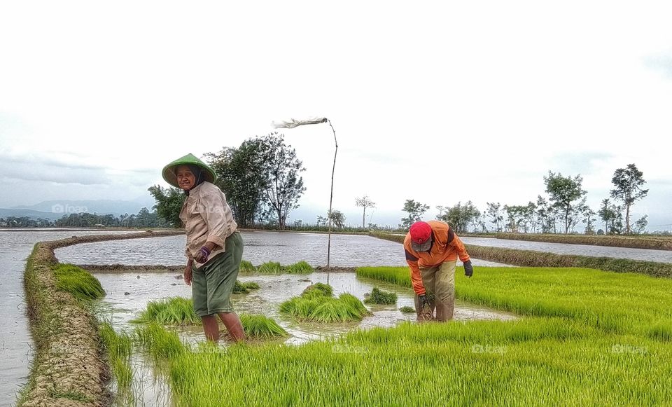 menanam padi